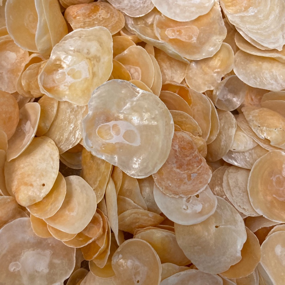 50 orange jingle shells handpicked on Marco Island